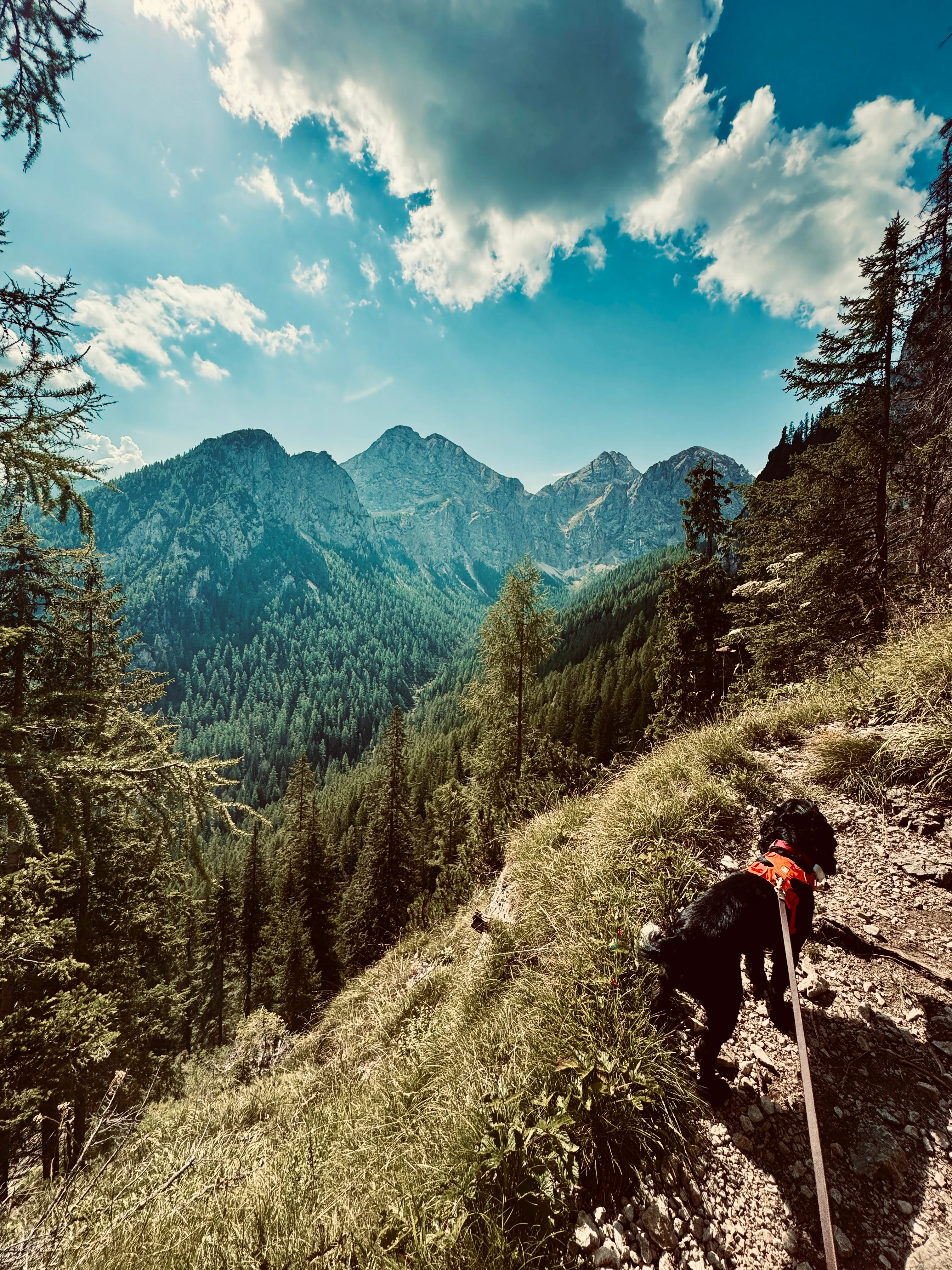 Fred the black cocker spaniel on a mountain trail overlooking a forested valley near Malga Ciapela