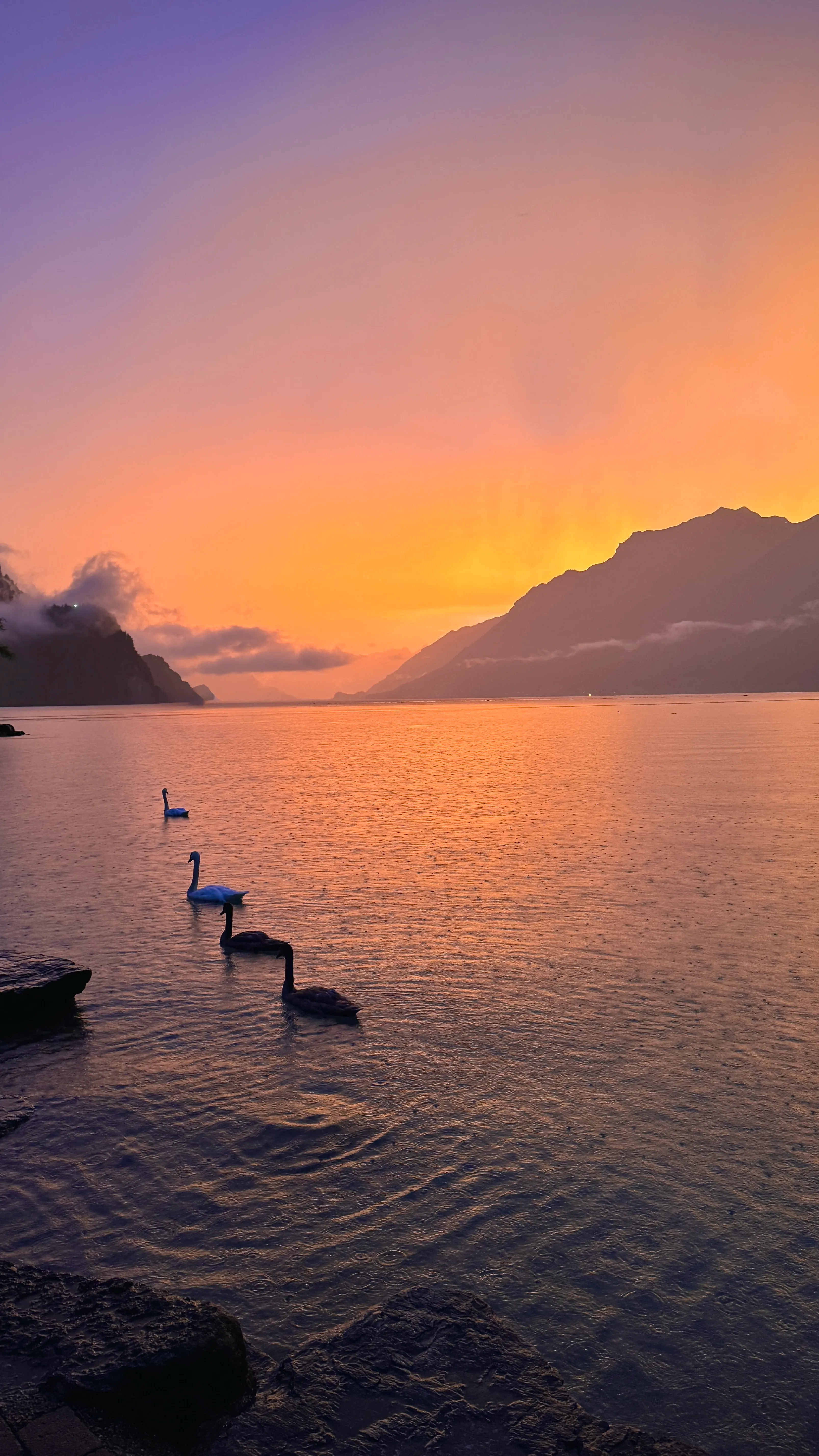 Swans swimming on the still surface of Lake Brienz at sunset, mountains silhouetted behind