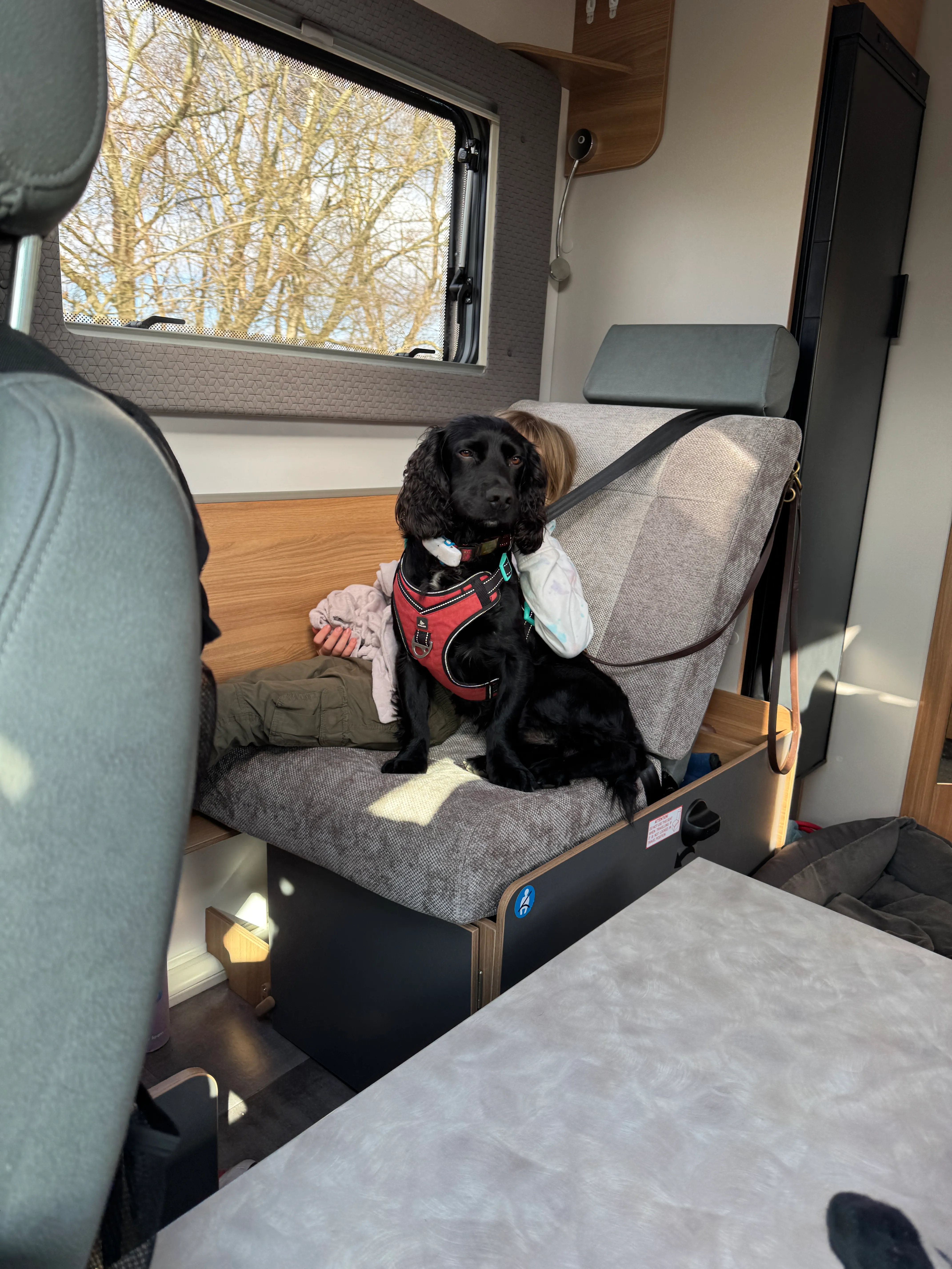 Fred wearing his travel harness, settled on the motorhome sofa near his bed