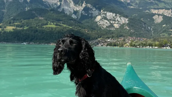 5 Things We've Learned About Road Tripping With a Dog