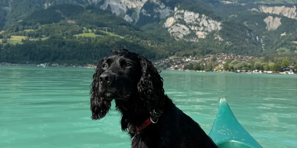 5 Things We've Learned About Road Tripping With a Dog