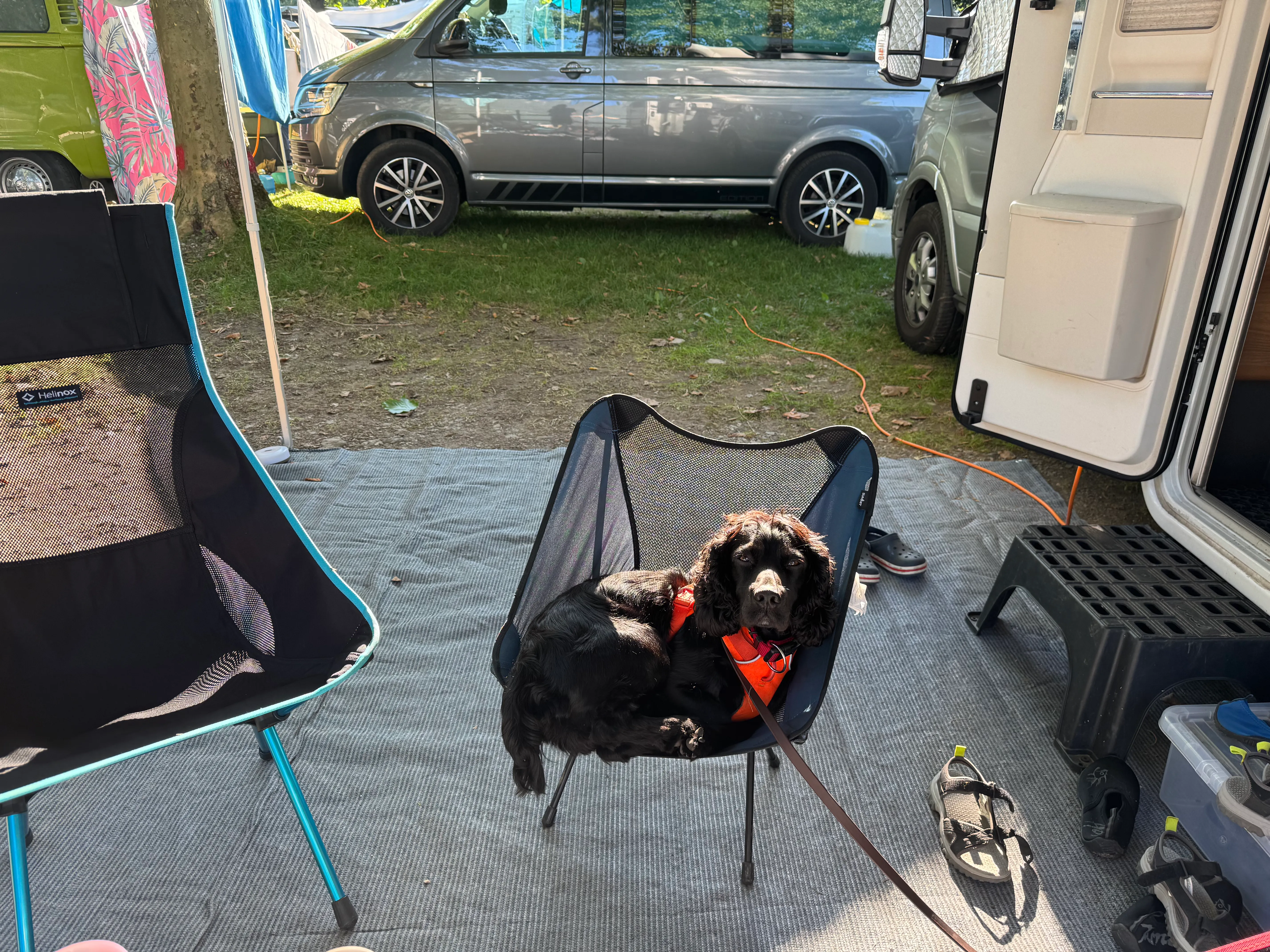 Fred the cocker spaniel curled up in a camping chair outside the motorhome awning