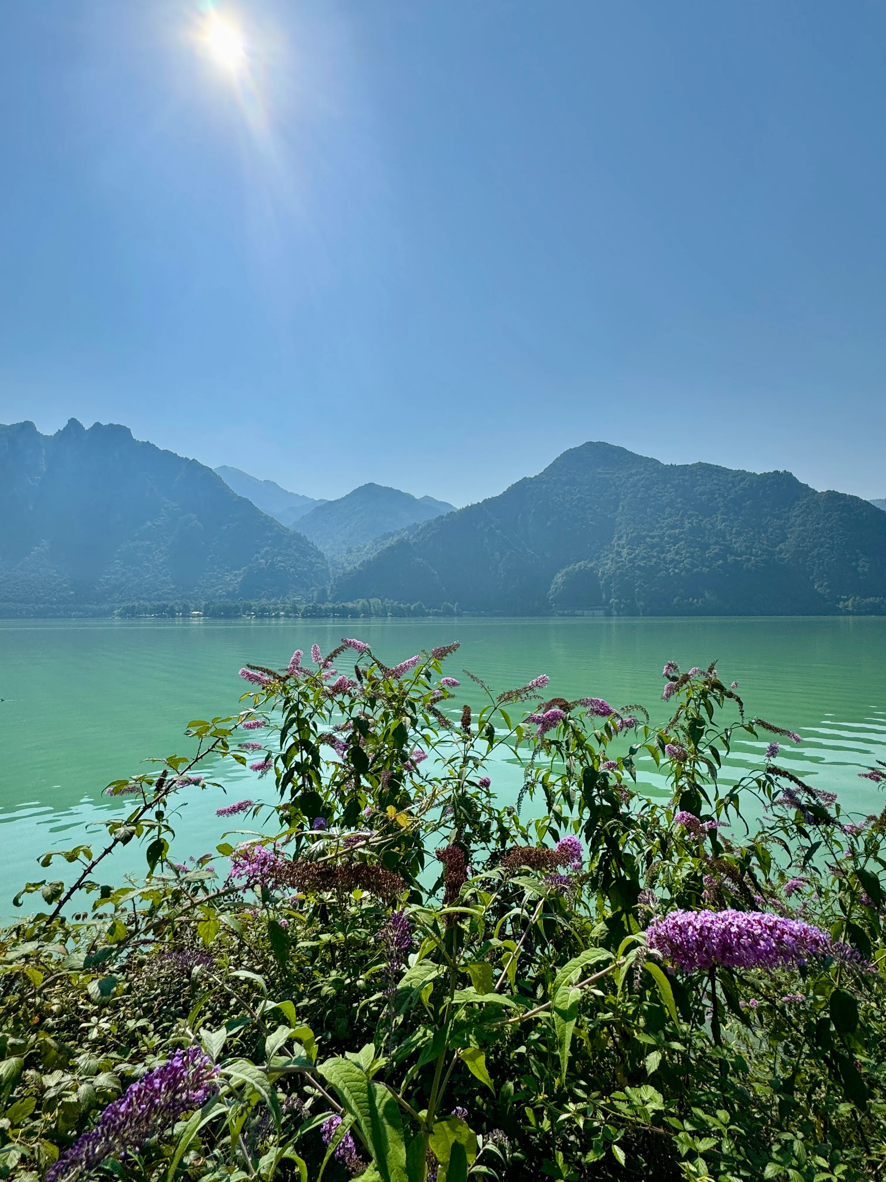 Purple wildflowers on the shore of Lago d’Idro with mountains reflected in the turquoise water